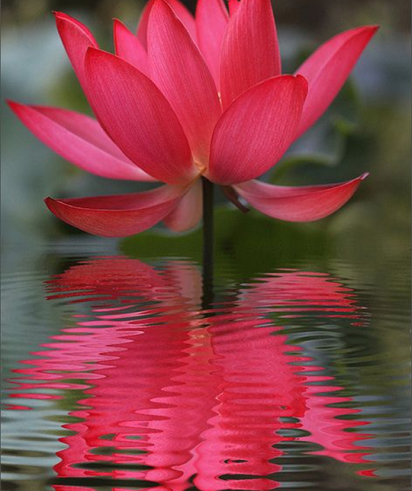 Văn học Phật giáo - Chuyển pháp luân