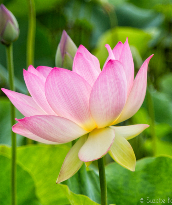 Văn học Phật giáo - Tên bất thiện