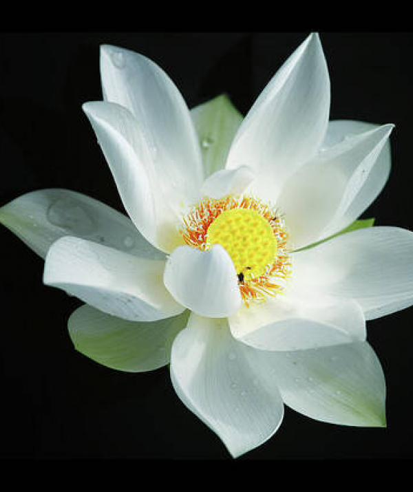 Văn học Phật giáo - Lá thư hằng tuần và Chia sẻ Phật pháp bài số 17 - năm 2024