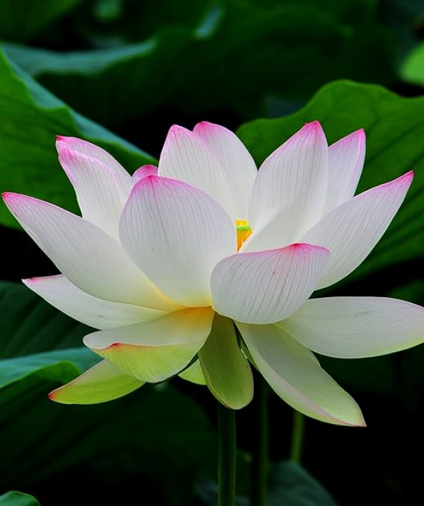 Văn học Phật giáo - Khi cha bệnh