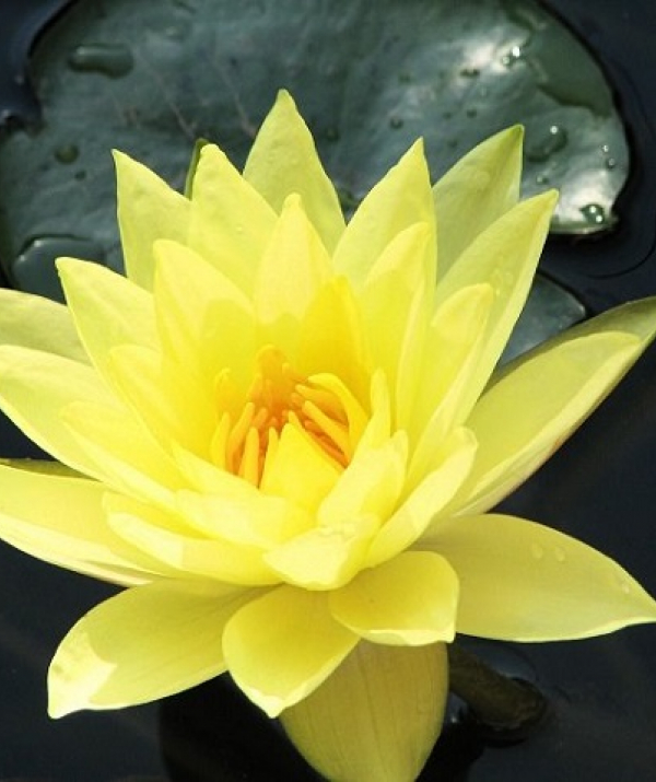 Văn học Phật giáo - Lá thư hằng tuần và Chia sẻ Phật pháp bài số 18 - năm 2024