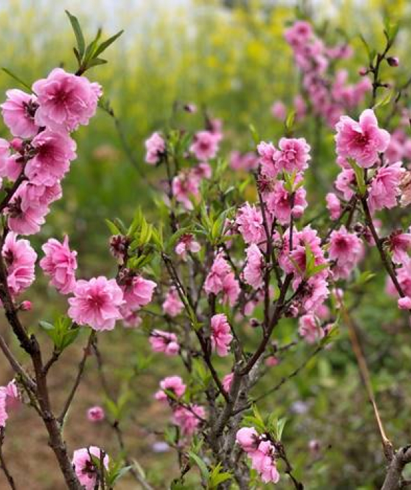 Văn học Phật giáo - THÁNG CHẠP CỐ QUẬN VÀO XUÂN