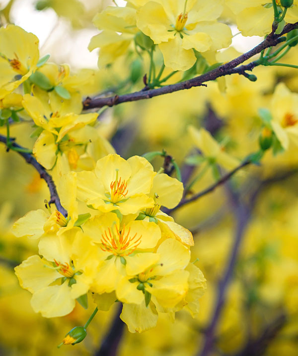 Văn học Phật giáo - SẮC XUÂN LỘNG LẪY ĐẤT TRỜI