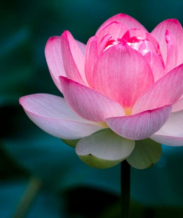 Văn học Phật giáo - CON ĐƯỜNG KIÊN ĐỊNH CỦA BẬC TRÍ CẢ NỮ LƯU KIỀU ĐÀM DI