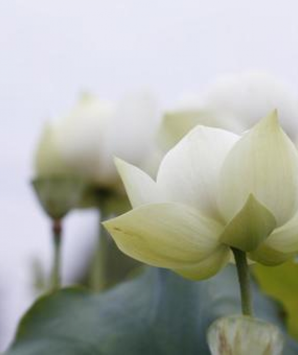 Văn học Phật giáo - MÙA XUÂN NÓI CHUYỆN NGHIỆP