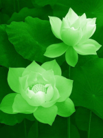 Những căn bệnh ở thế gian