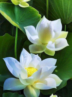 Lá thư hằng tuần và Chia sẻ Phật pháp bài số 20 - năm 2024