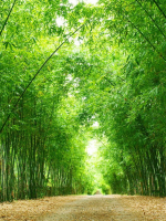 Câu chuyện về các ước mơ không thực hiện được