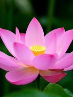 BUÔNG HAY RỒI BỊ BỎ