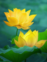 ƠN NGƯỜI ƠN ĐỜI